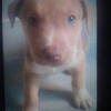 PITSKY PUPPIES