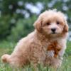 Cavapoo Puppies  Sweet Puppies - Long Island New York -