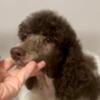 Dark Brown Female AKC Standard Poodle - Pink