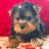 Yorkie puppies
