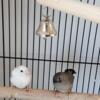 Rare Zebra Finches