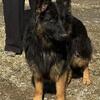 Gorgeous AKC long coat Female 1 year old Germanshepherd