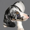 Male Dachshund