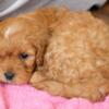 Female Cavapoo puppy for sale