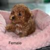 Toy poodle for sale Clayton nc