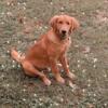 Akc registered male golden retriever