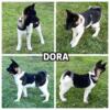 DORA, female Akita puppy born 6-20-24