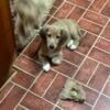 14 wk Shaded Cream Long Hair Male Dachshund