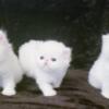 Solid white Persians