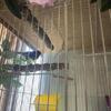 2 Female Canaries 85 each