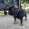 Biggie sable tri boy Frenchie 