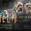 Bully Puppies