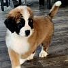 READY NOW!! Gorgeous and unique AKC Saint Bernard puppies