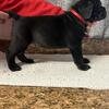 Pup Import champion