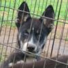 4 month old Wooly Husky & Siberian Huskie mix Puppy