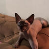 Stud cat
