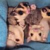 Sugar glider Joeys available in Goshen Indiana