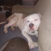 Male pitbull in need of home