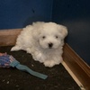 Coton De Tulear Puppies AKC Purebred