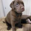 AKC Registered Female Chocolate Labrador Retriever Puppies