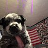 Blue heeler puppies