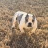 GREAT DEAL American Bully - Ticked Blue Merle (Female)