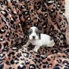 AKC Miniature Dachshund Puppies