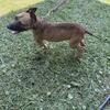 bred redboy jocko bolio Jenkins jeep sorrell