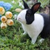 Dutch Baby Bunny Rabbit