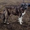 AKC Anatolian Shepherd