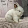 Lionhead Babies for Sale