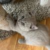 British Shorthair Kittens