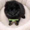 Tripp neutered before leaving