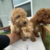 Goldendoodle F1b 3 Meses - Hembra Chocolate + 2 Machos Dorados - Entrenados - Winter Haven FL