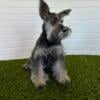 AKC Male Mini Schnauzer