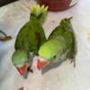 Baby Alexandrine 2 months old