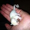 sugar glider babies for sale