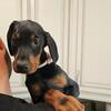 Doberman puppies
