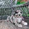 Mini Sheepadoodle Puppies for Sale