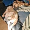 Seeking Rescue / AKC Cane Corso & Pit Corso Son