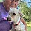 Retired Maltese male