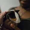 Guinea pig Pair of males 3mo old