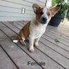 Heeler pups 