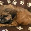 Shih-tzu adorable little boy