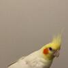 Lutino cockatiel