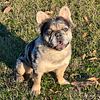 FLUFFY FRENCH BULLDOG STUD ORISON