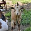 Fainting goat kids