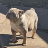 3yr old Lilac Tri Merle EnglishBulldog