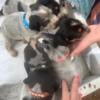 Bluetick coonhound puppies