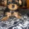 Pure Breed Yorkie parents are AKC & CKC registered